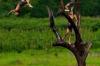 children climb up the tress and jump to water