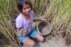 CATCHING IN RICE FIELD